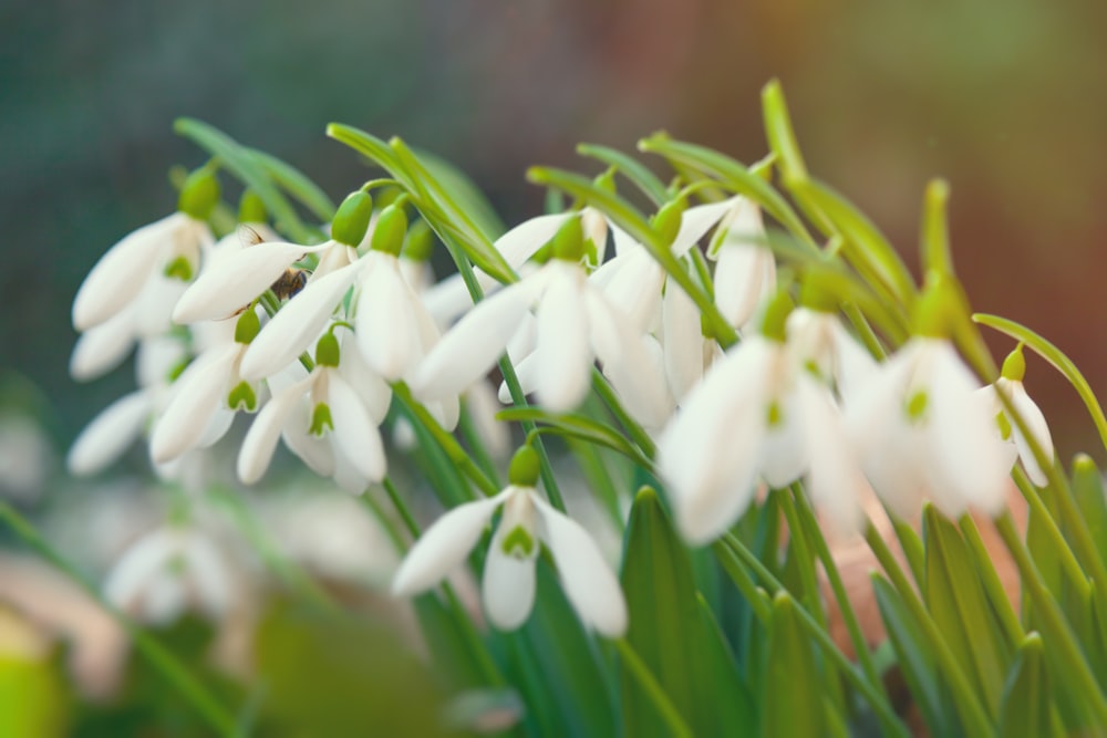 white flowers in tilt shift lens