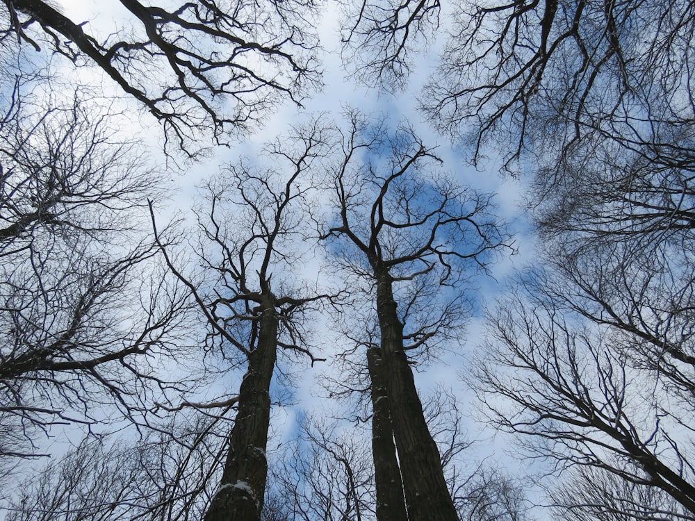 bare trees under white clouds