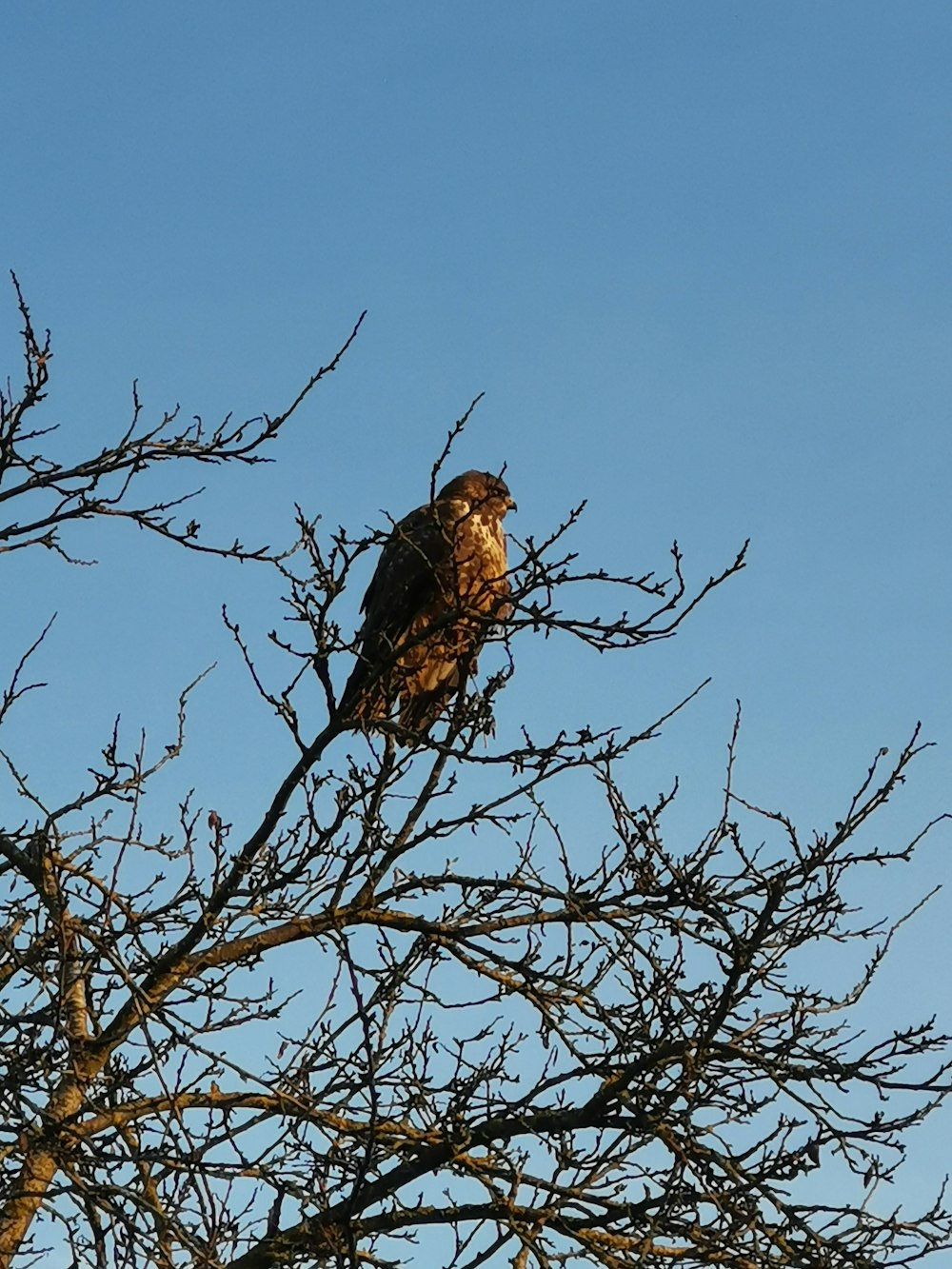 brown bird on bare tree during daytime