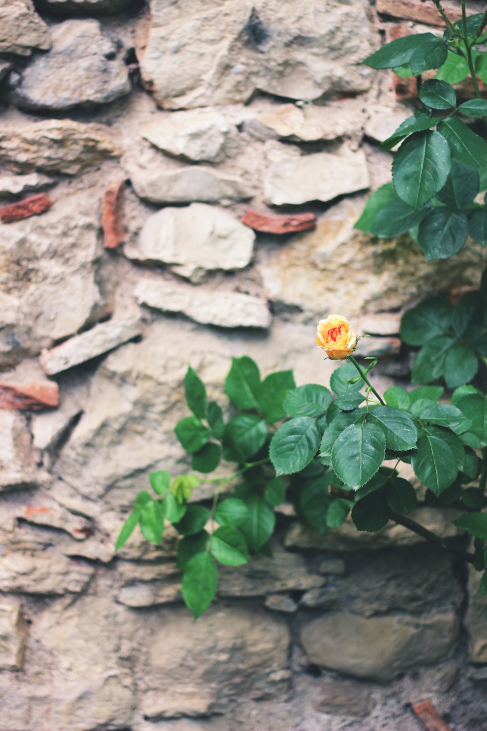 yellow flower with green leaves