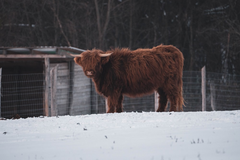 brown cow on snow covered ground during daytime