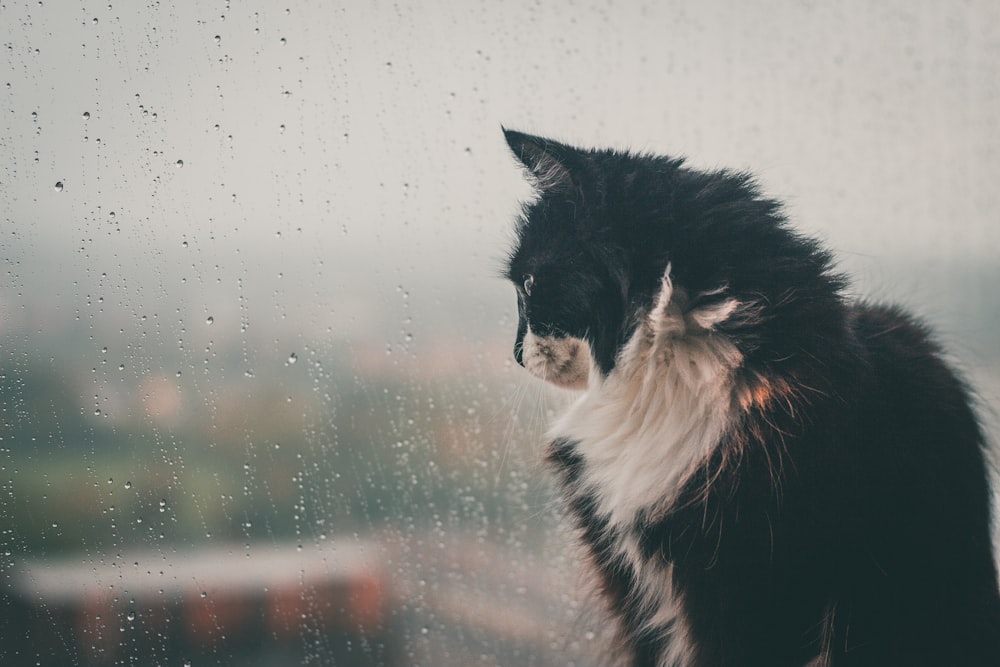 black and white cat on glass window