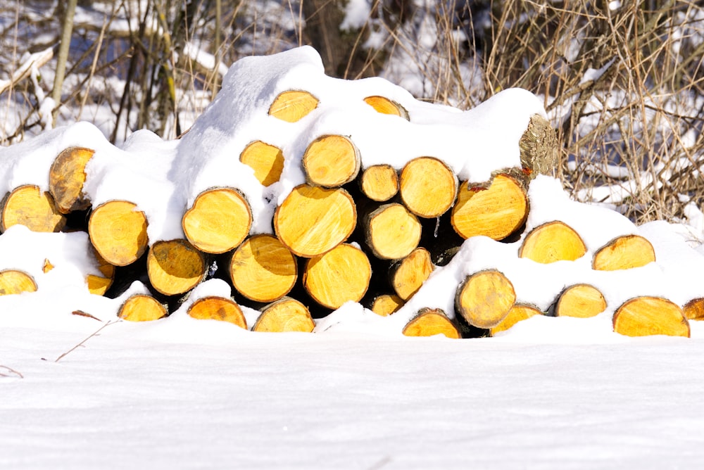 brown and black tree log covered with snow