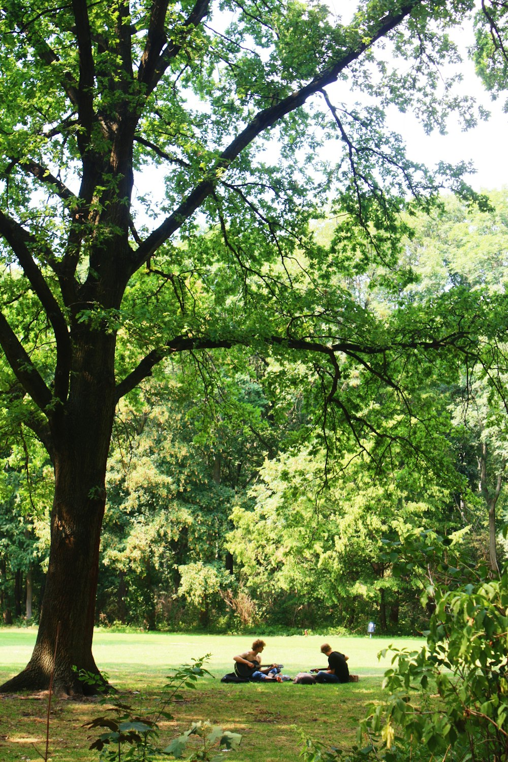 green trees and green grass during daytime