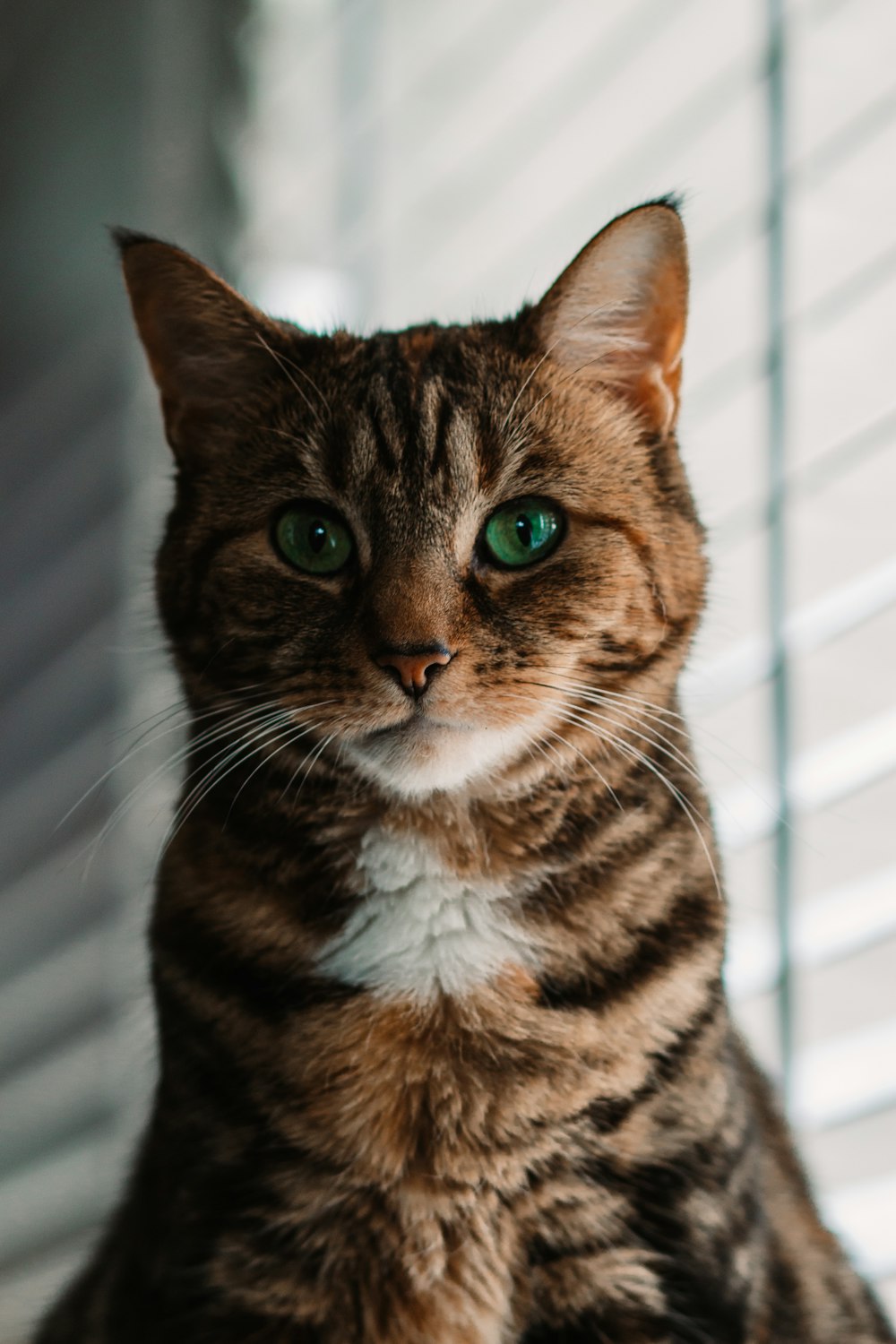 brown tabby cat on white textile