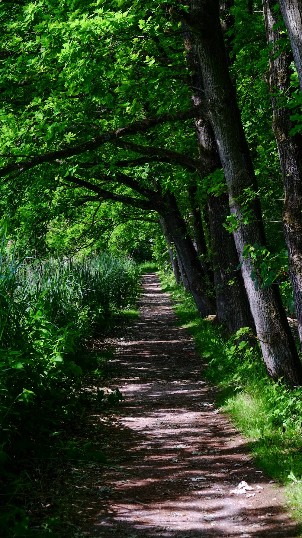 brown wooden pathway between green trees during daytime