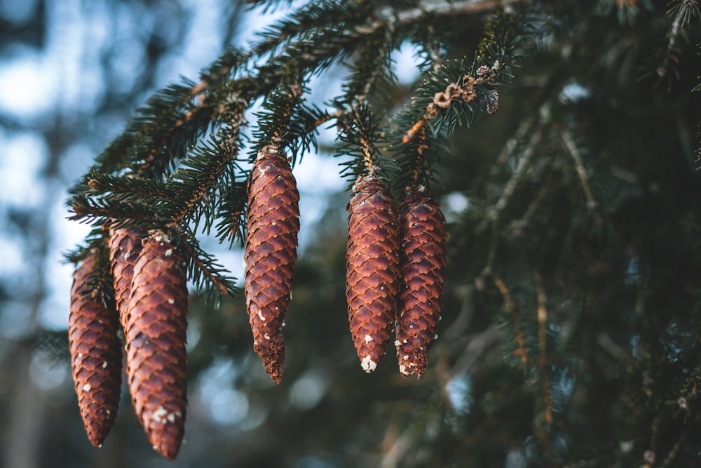 red pine cones on green pine tree