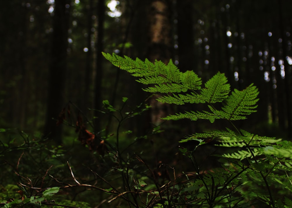 green fern plant in forest