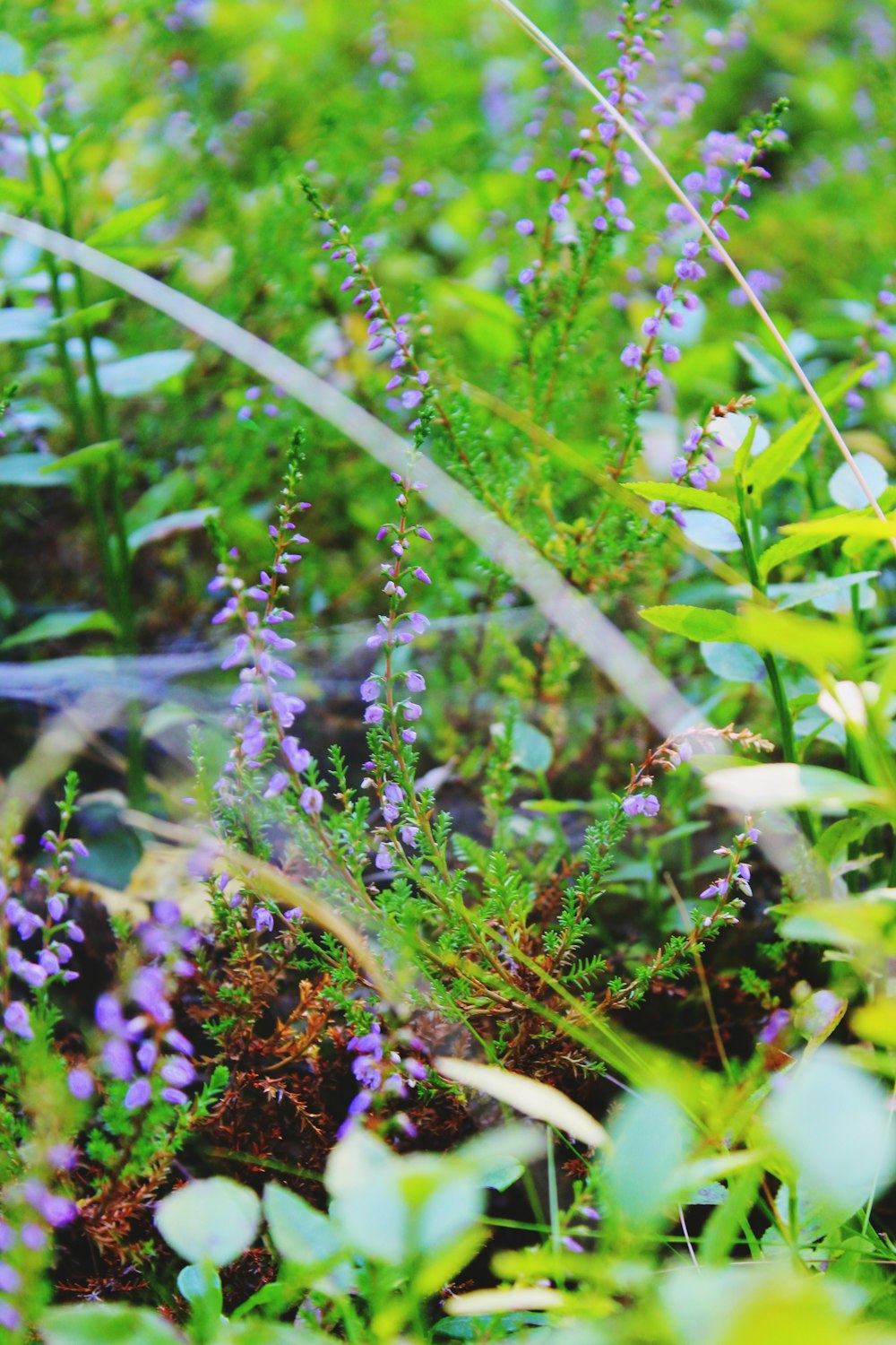 purple flowers with green leaves