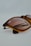 A close-up view of sunglasses with a tortoiseshell frame and brown-tinted lenses. The brand logo is visible on the top left corner of one lens. The background is a soft, light gray, emphasizing the product.