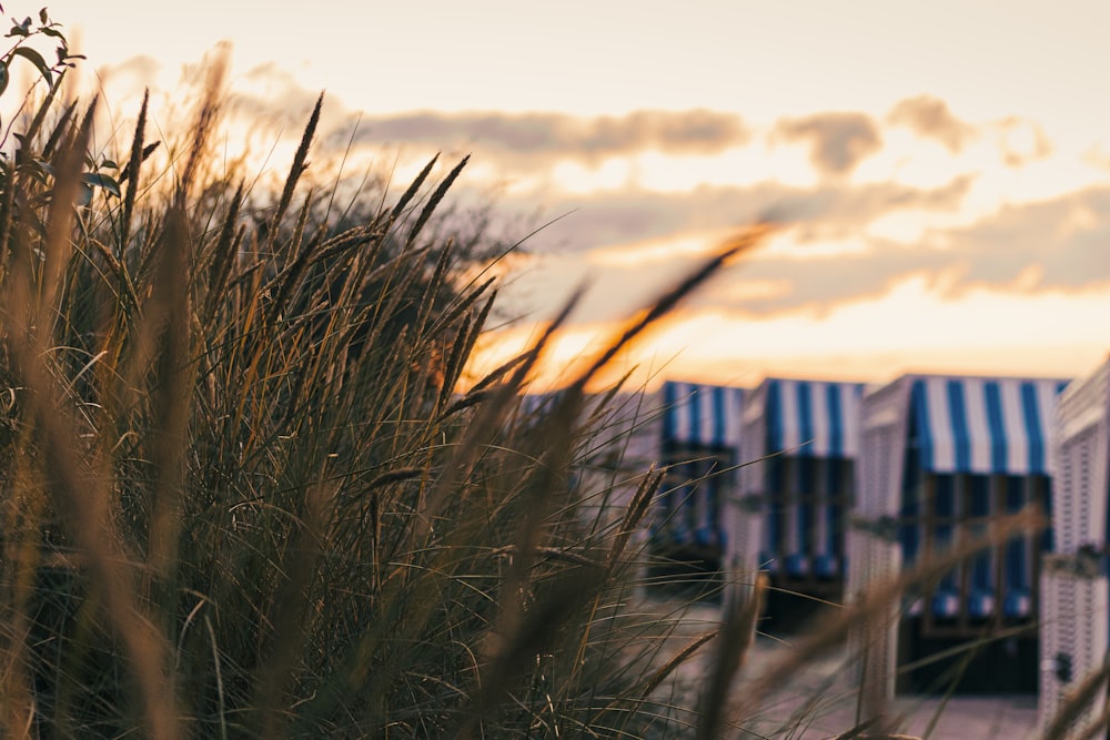 brown grass near brown wooden fence during daytime