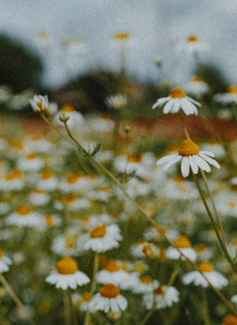 white and yellow daisy flowers