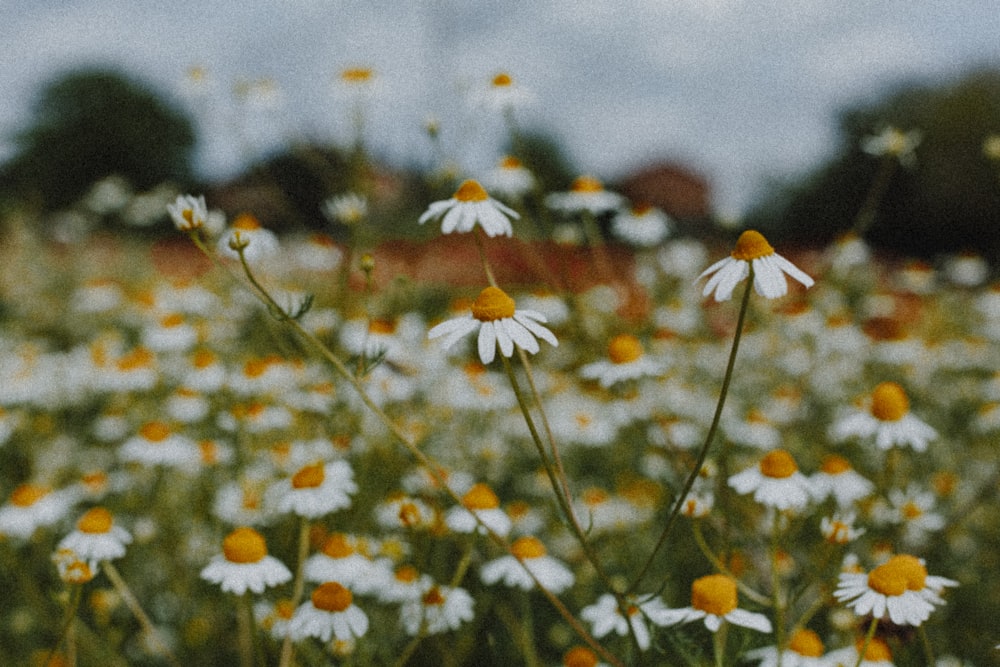 white and orange daisy flowers