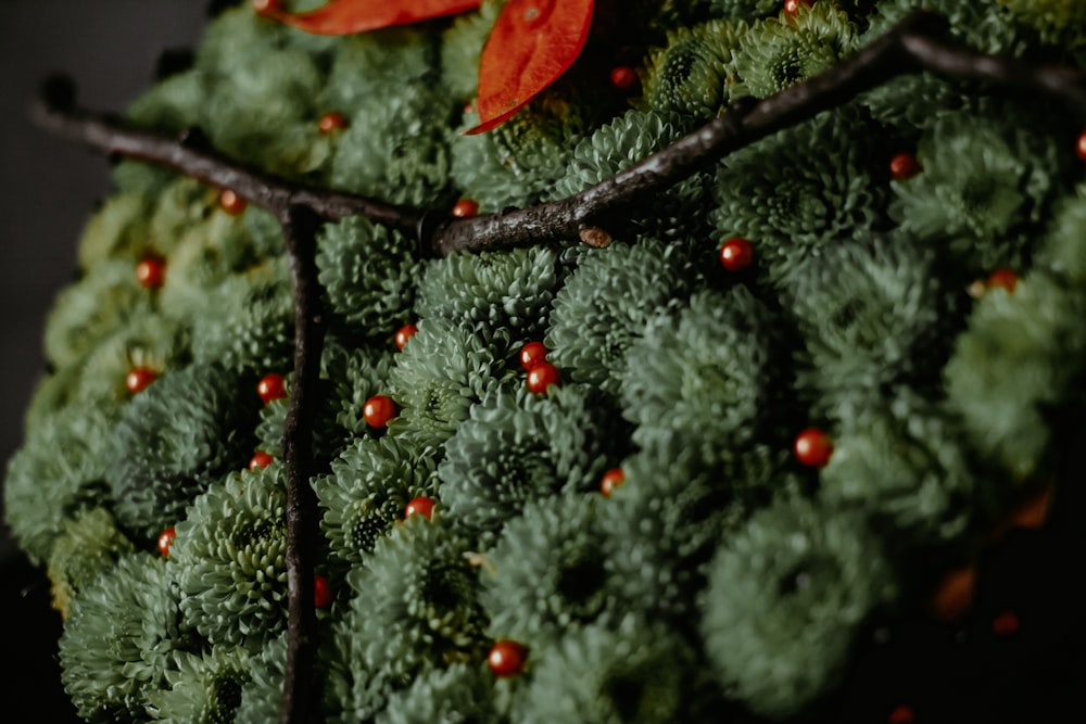 red and green leaves on green tree