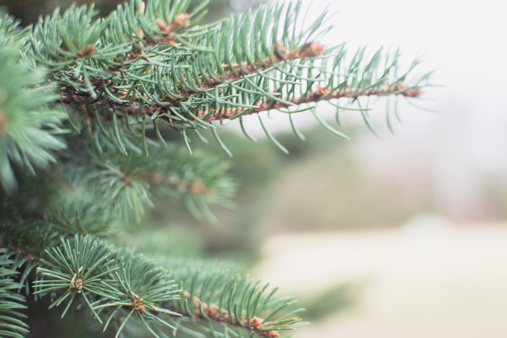 green pine tree covered with snow