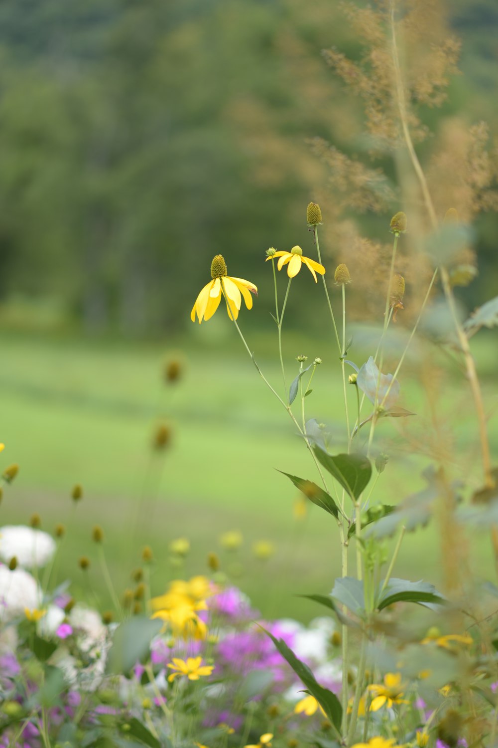 yellow flower on green grass field during daytime