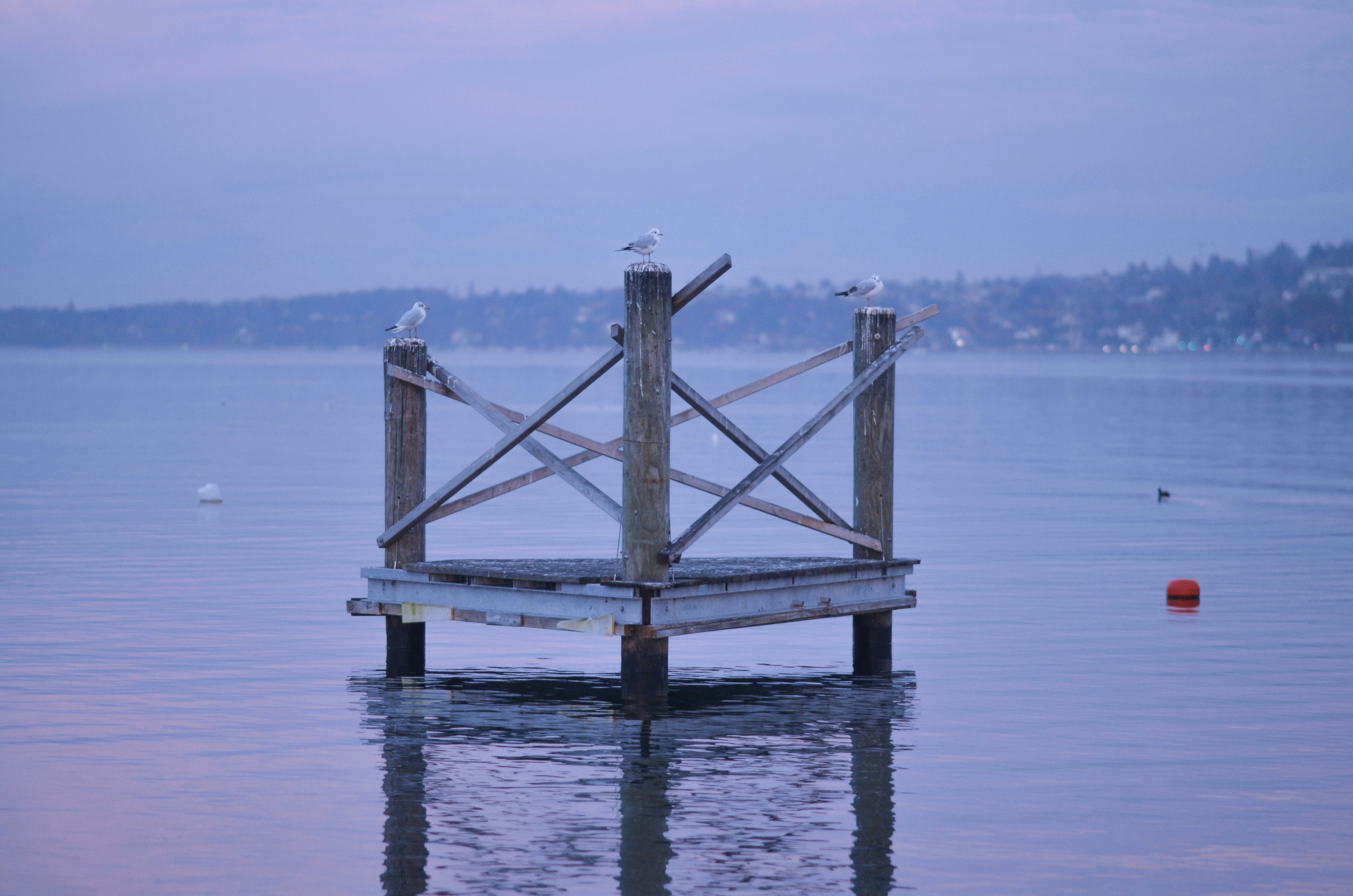 brown wooden dock on body of water during daytime