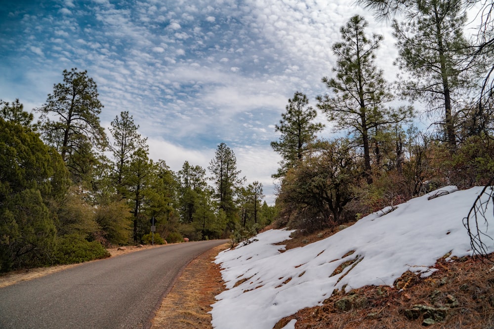 green trees on white snow covered ground during daytime