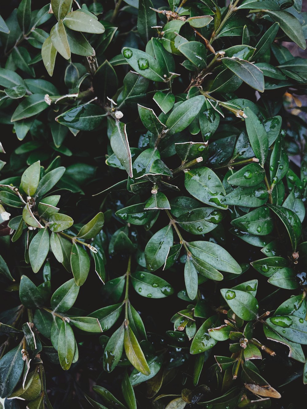 green leaves with water droplets