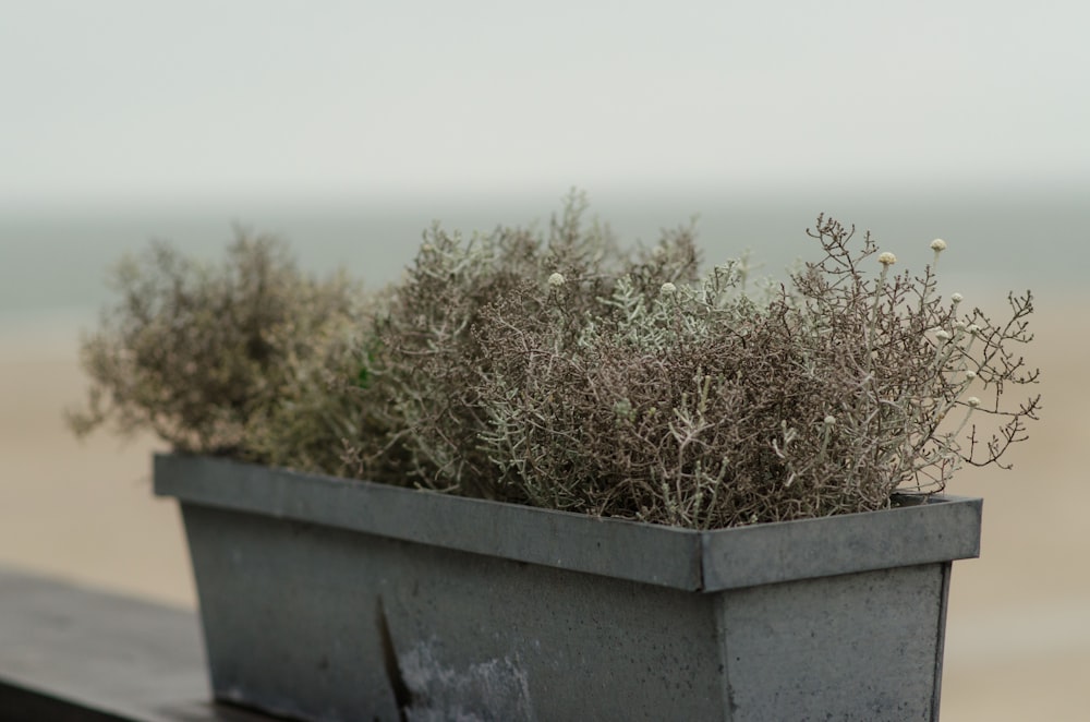 green grass on white concrete wall