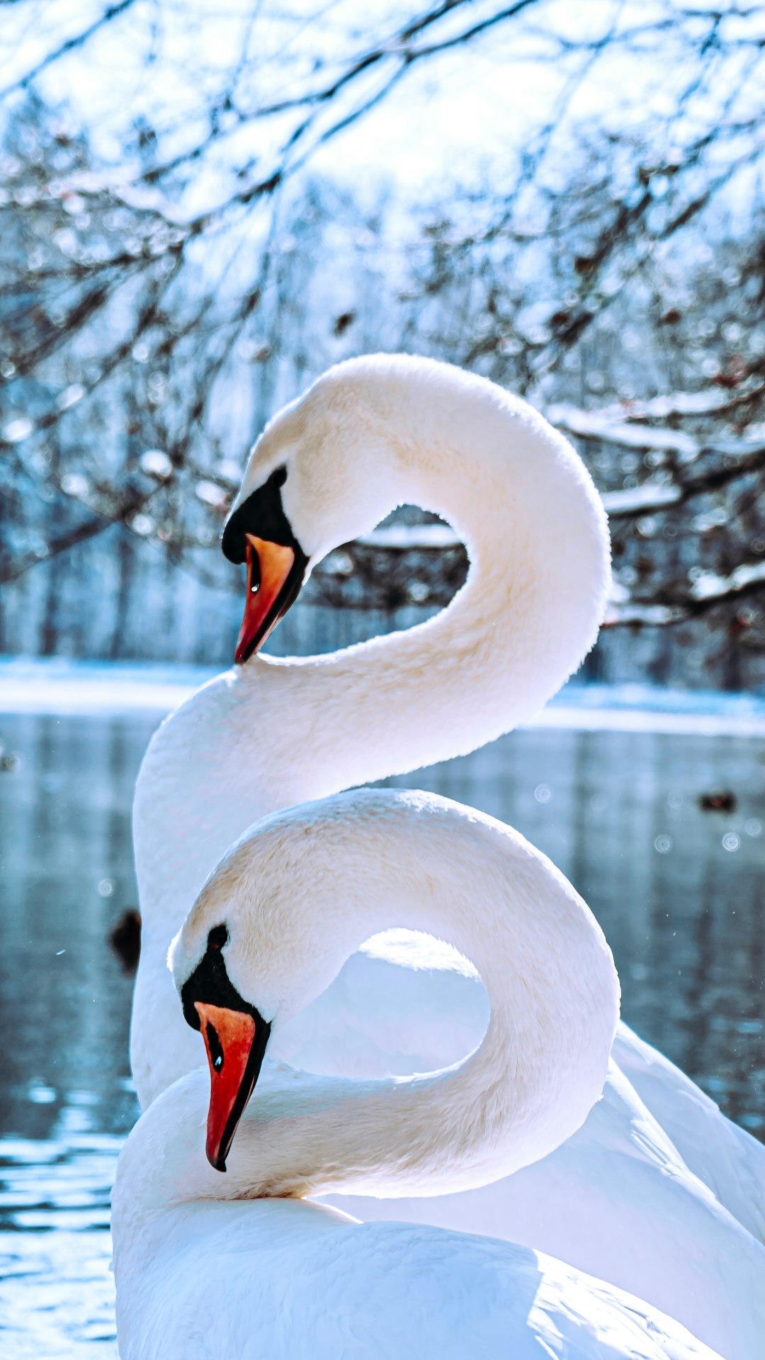 white swan on water during daytime