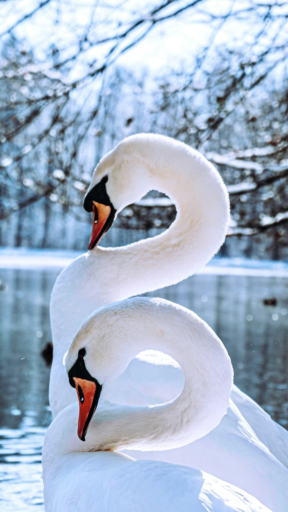 white swan on water during daytime