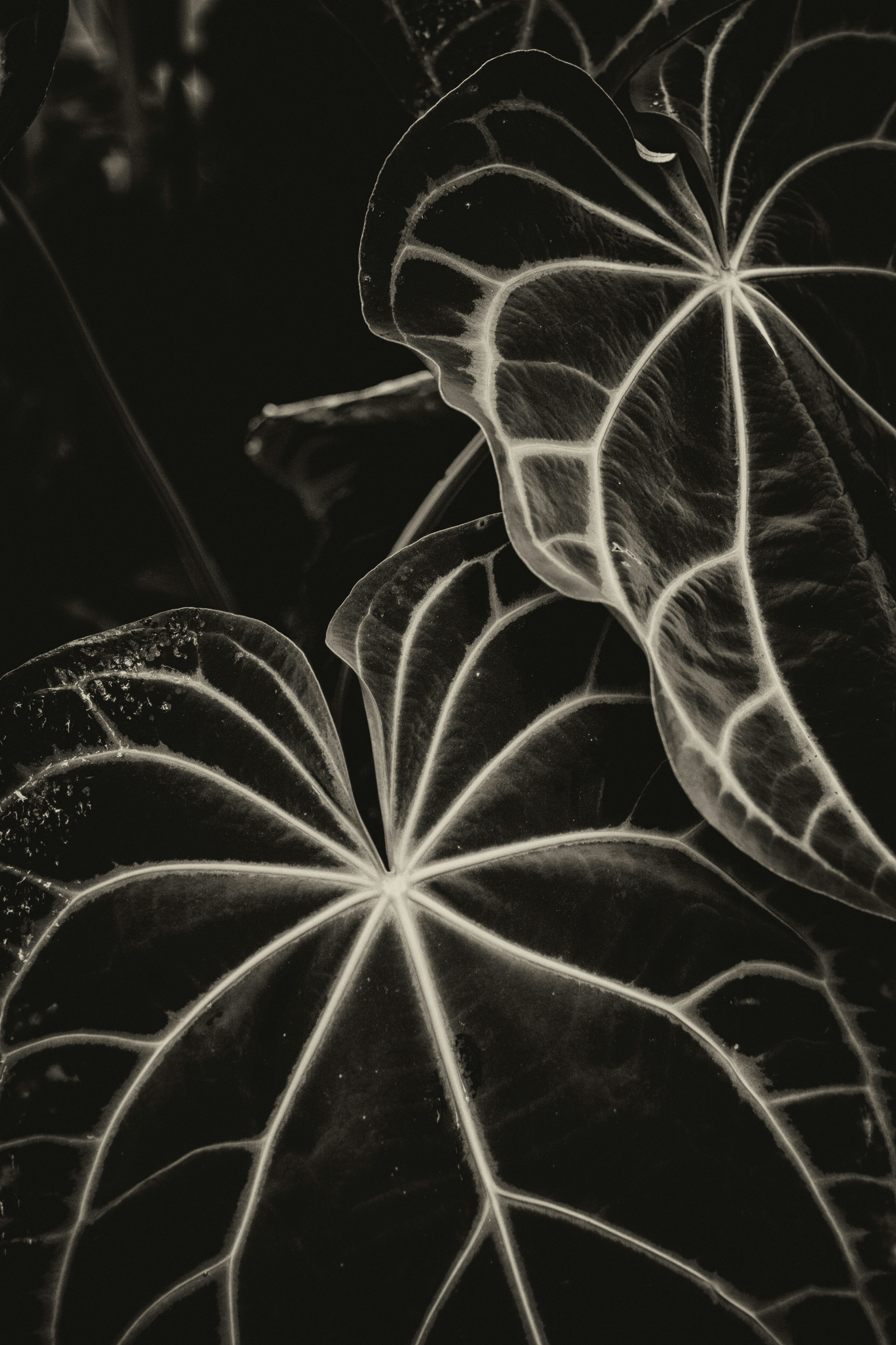 weiße und schwarze Blume in Nahaufnahmen