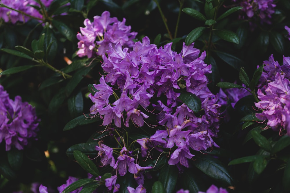 purple flowers in tilt shift lens