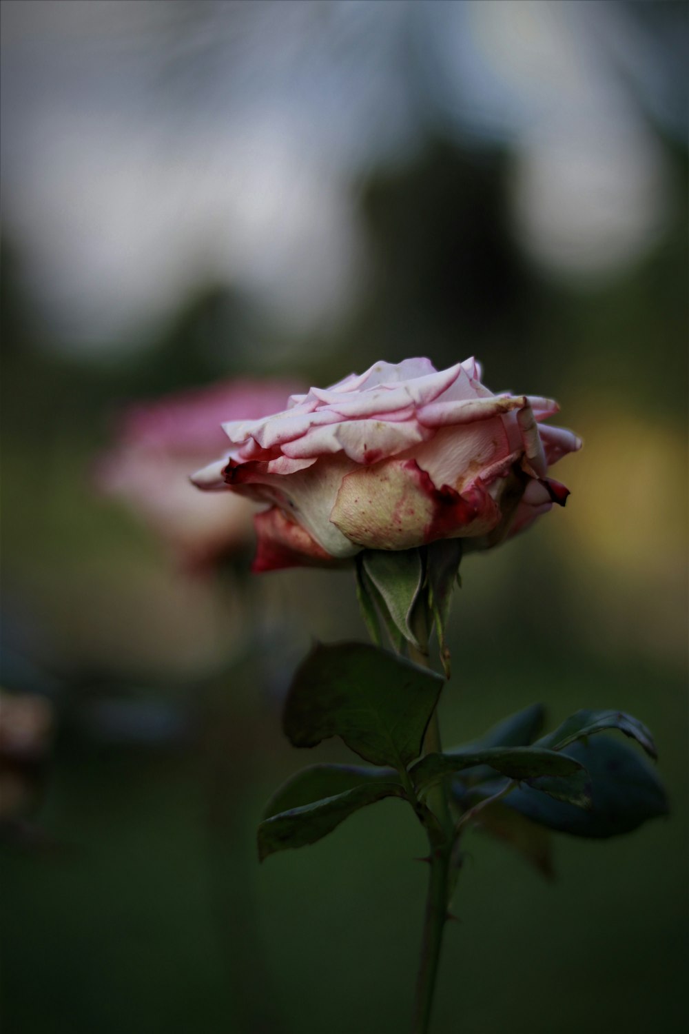 Rosa rosada en flor durante el día