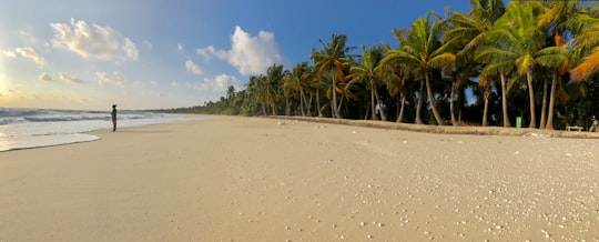 green palm trees on white sand beach during daytime in Fuvahmulah Maldives
