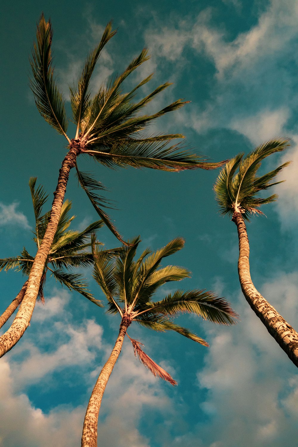 green palm tree under blue sky during daytime