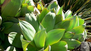 Close-up of a succulent plant with thick, fleshy, and pointed leaves that have an attractive green color. Some edges of the leaves are tinged with brown and highlighted in yellow, and the leaves are arranged in a rosette pattern. The surrounding includes other similar succulent plants, providing a lush and dense garden setting.