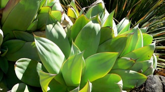Close-up of a succulent plant with thick, fleshy, and pointed leaves that have an attractive green color. Some edges of the leaves are tinged with brown and highlighted in yellow, and the leaves are arranged in a rosette pattern. The surrounding includes other similar succulent plants, providing a lush and dense garden setting.