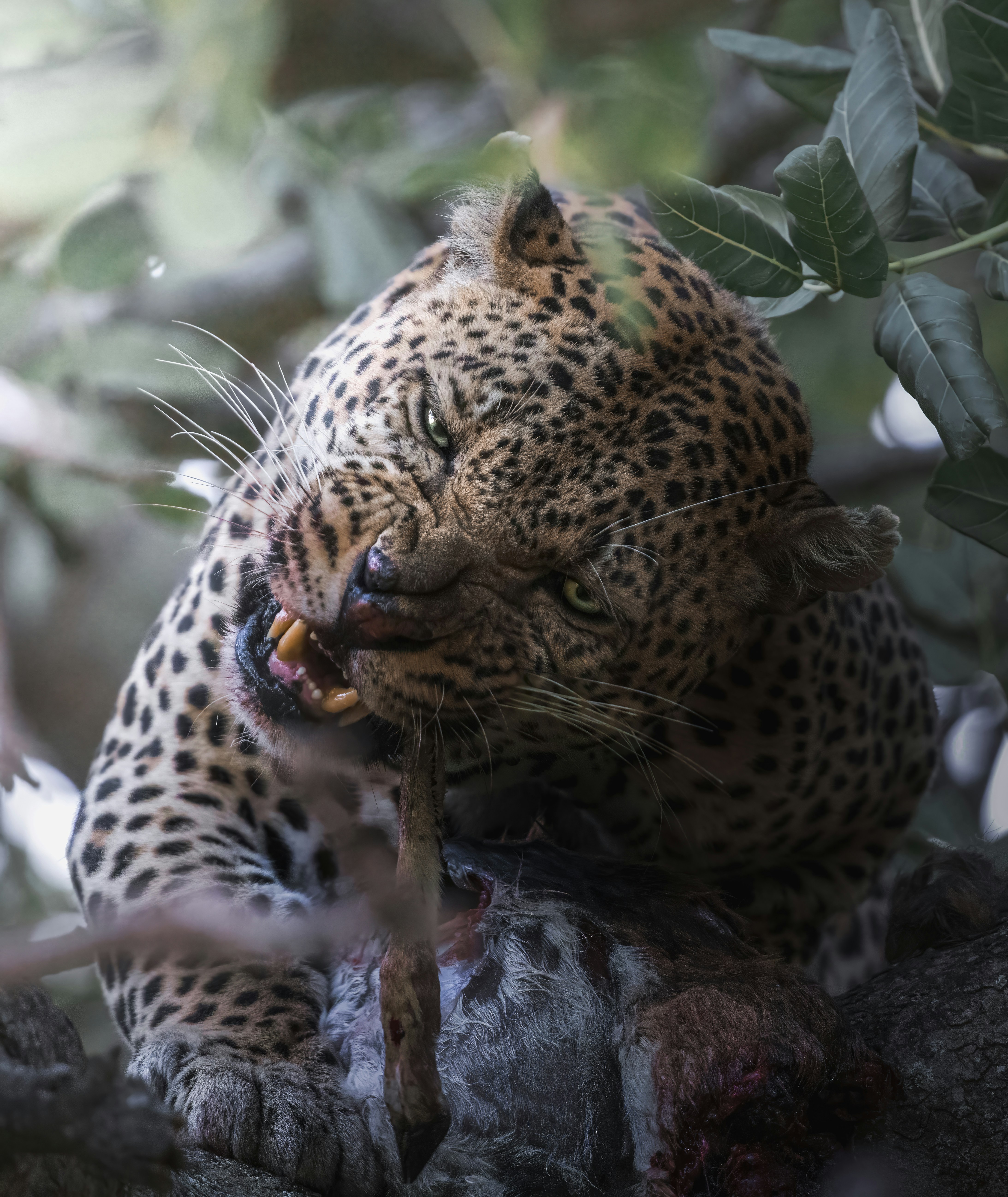 Animal Instincts in Human Argumentation: Understanding the Biology Behind Unyielding Views