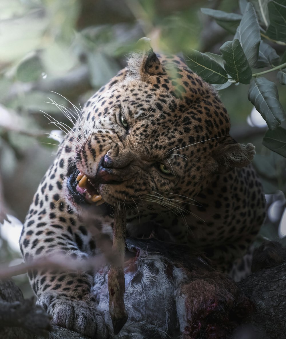 léopard sur une branche d’arbre pendant la journée