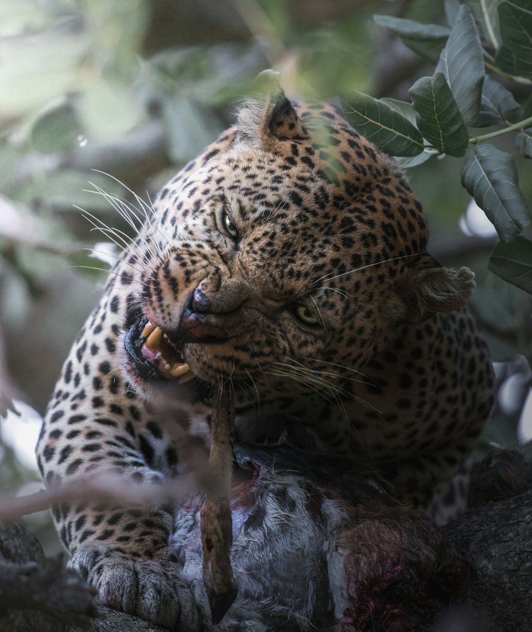 leopard on tree branch during daytime