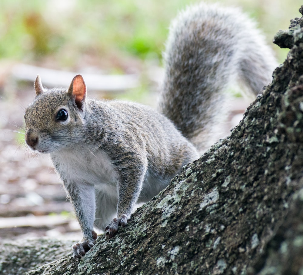 gray squirrel on brown tree trunk during daytime