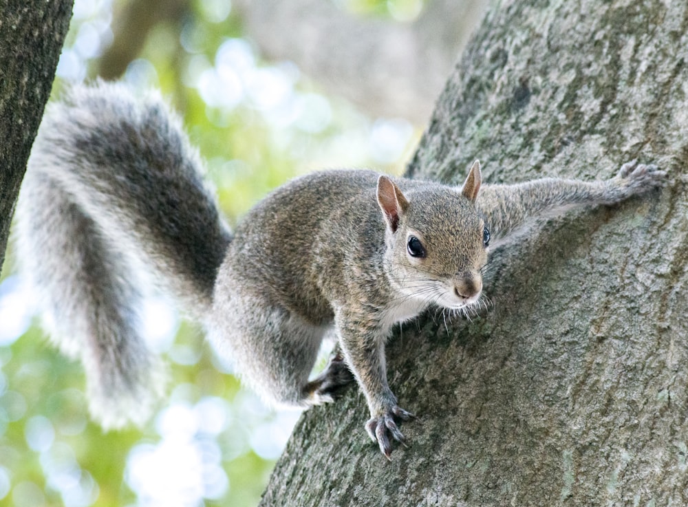 gray squirrel on brown tree trunk during daytime