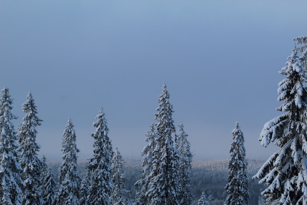 snow covered trees under blue sky during daytime