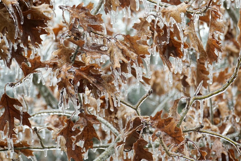 brown leaves on brown tree branch