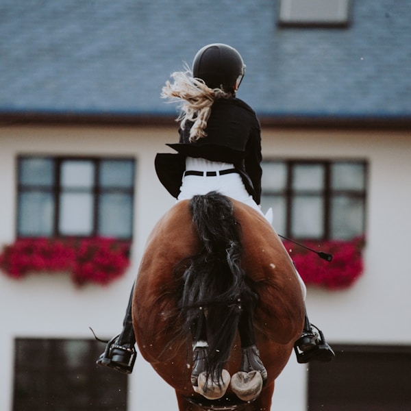 Elegant 7yo Oldenburg stallion — FEI Dressage