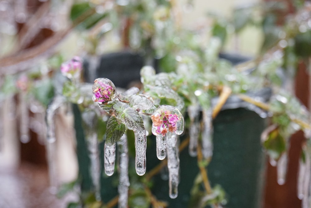 white and pink flower buds in tilt shift lens