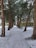 A snow-covered pathway flanked by tall trees leads to a stone building. Footprints and tracks are visible in the snow along the path. The building has a rustic appearance with wooden window frames and is surrounded by more trees and greenery.