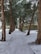 A snow-covered pathway flanked by tall trees leads to a stone building. Footprints and tracks are visible in the snow along the path. The building has a rustic appearance with wooden window frames and is surrounded by more trees and greenery.