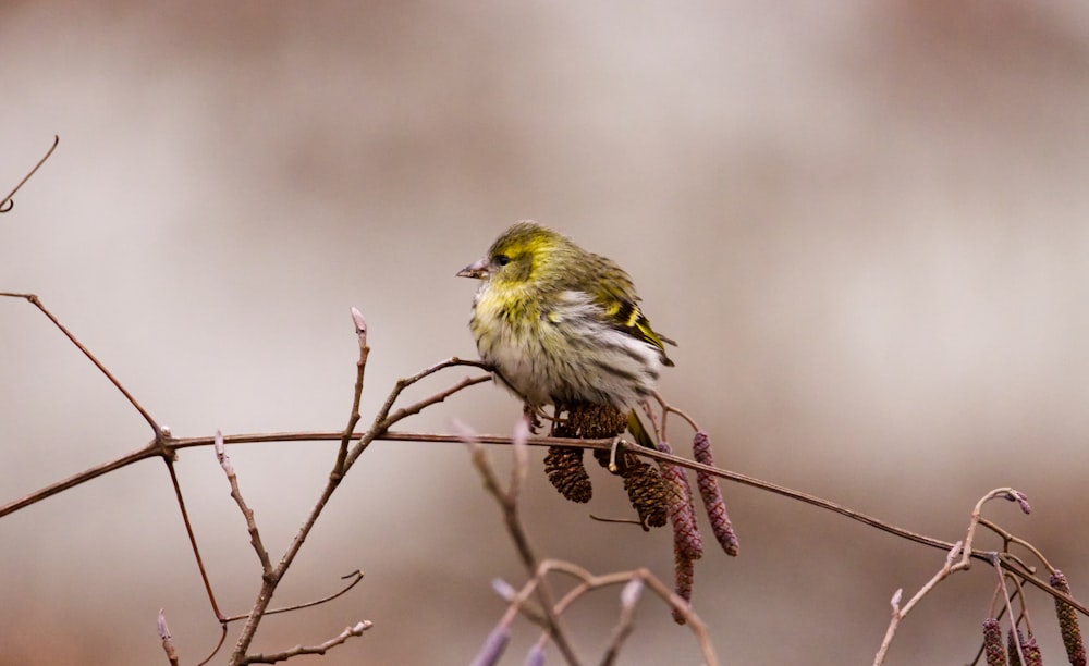 yellow and black bird on tree branch