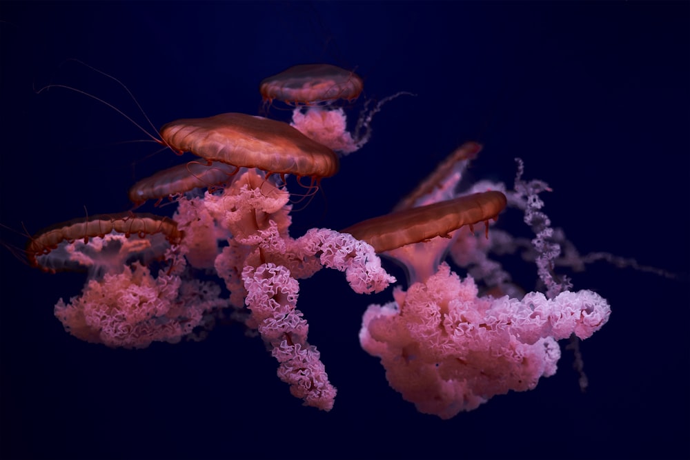 brown jellyfish in black background