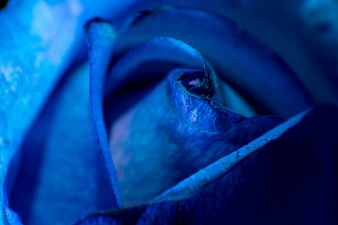 blue rose in close up photography