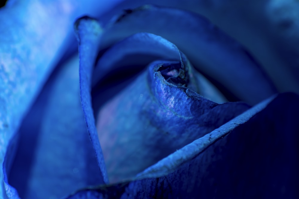 blue rose in close up photography