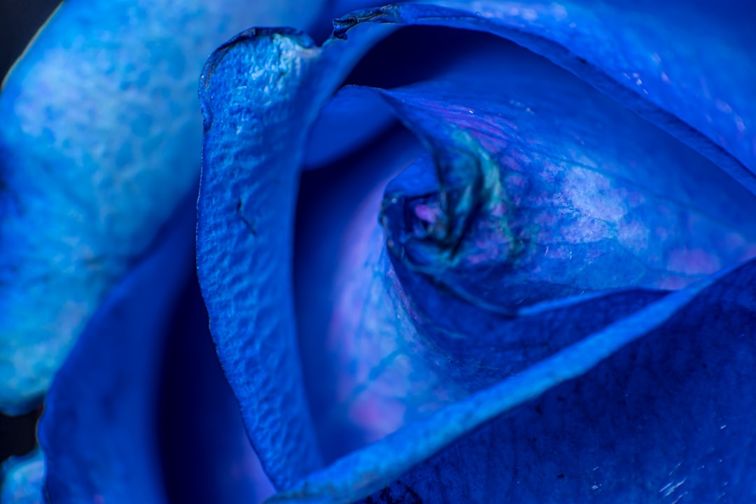 blue rose in macro photography
