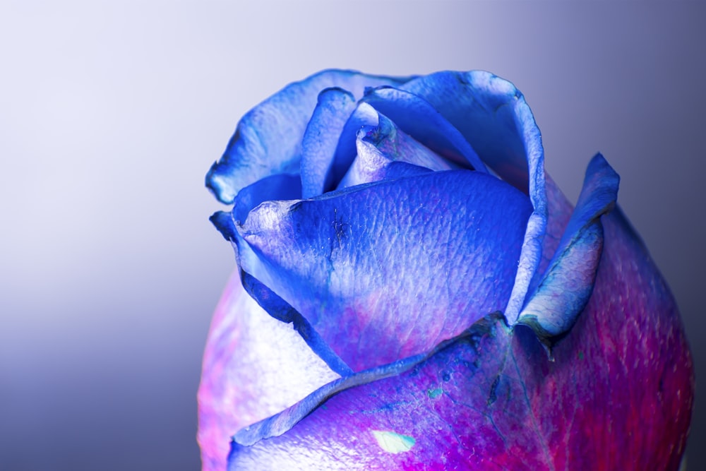 blue and purple rose in bloom